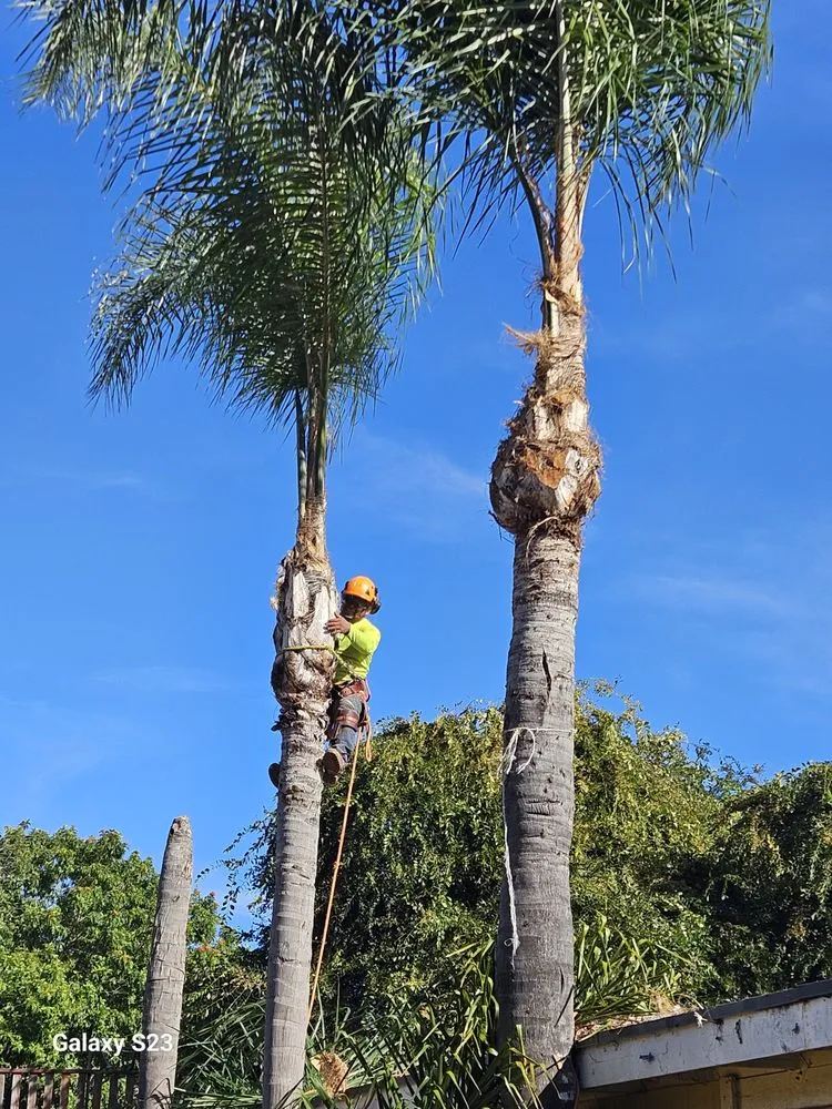 Affordable yard maintenance for homes across San Marcos, CA - Caro's Landscape