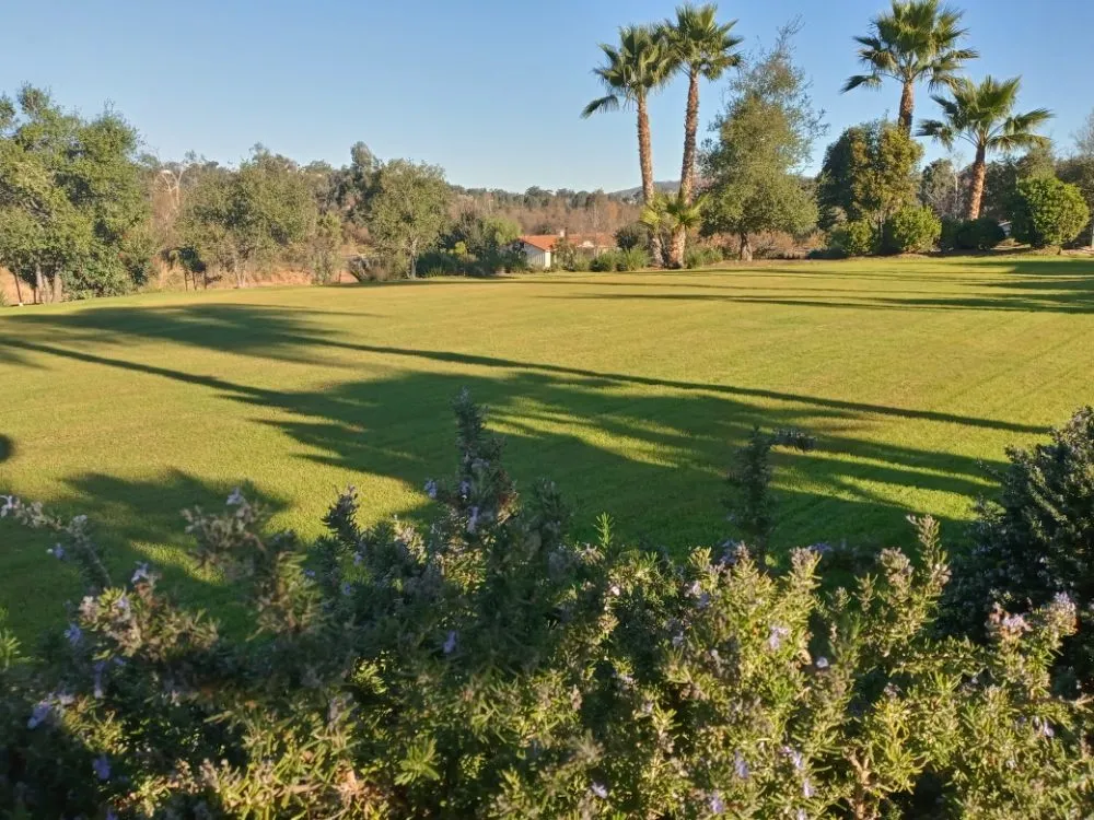 Trusted yard cleanup service for beautiful yards in San Marcos, CA by Caro's Landscape