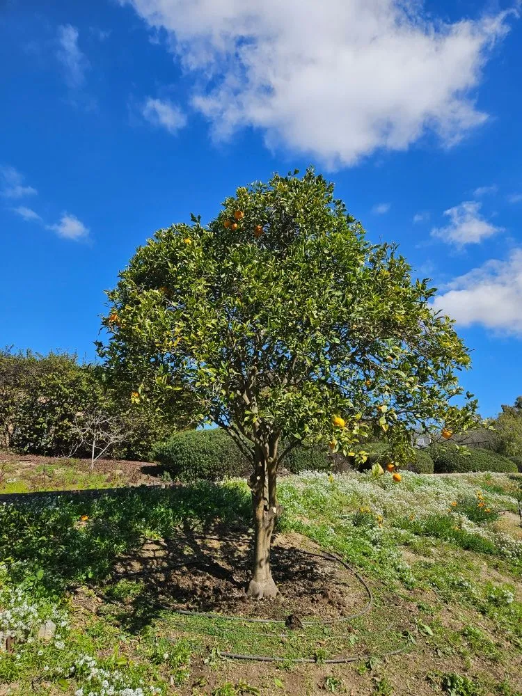 Custom outdoor landscaping in San Marcos, CA by Caro's Landscape