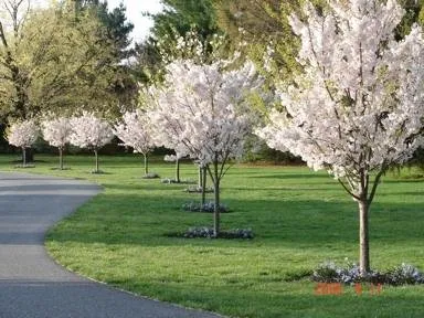 Top-rated lawn care service with custom design across Salem, NJ - Carpenter Tree Experts