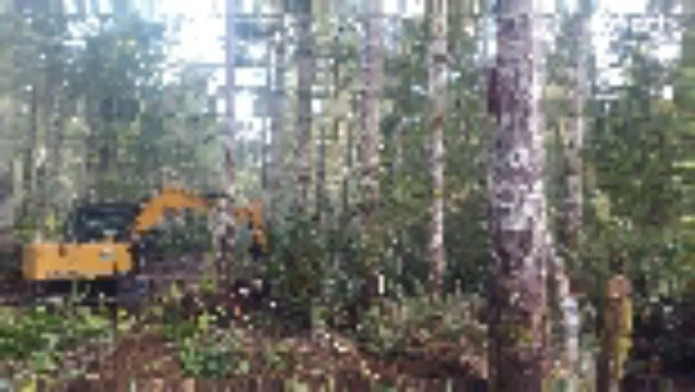 Professional landscape design experts serving Gig Harbor, WA - Carpenter's Land Services