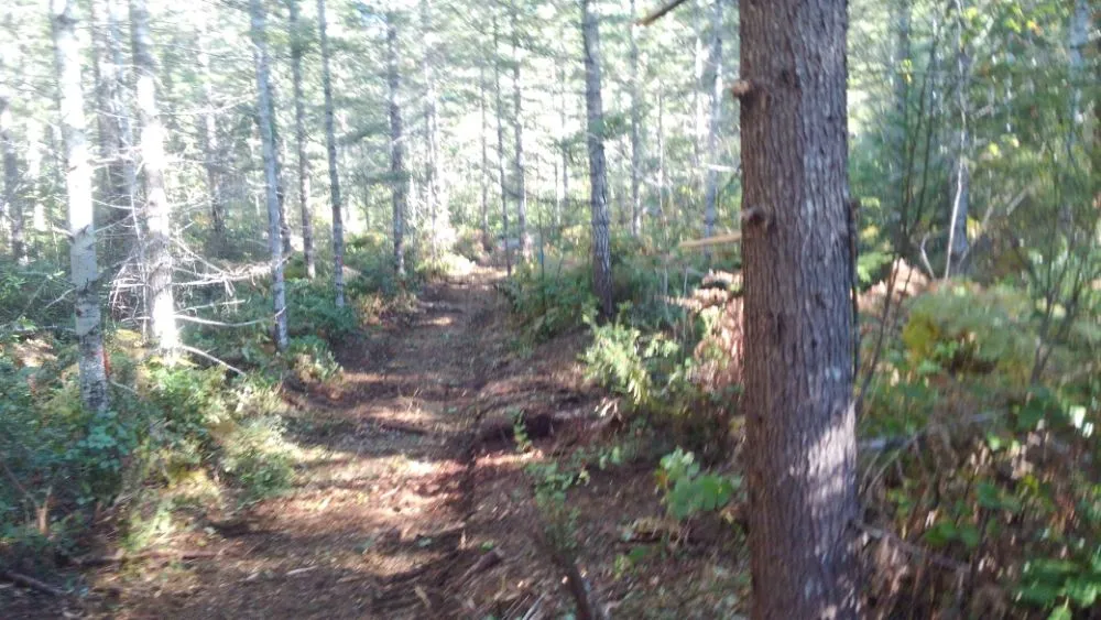 Reliable landscape design in Gig Harbor, WA by Carpenter's Land Services