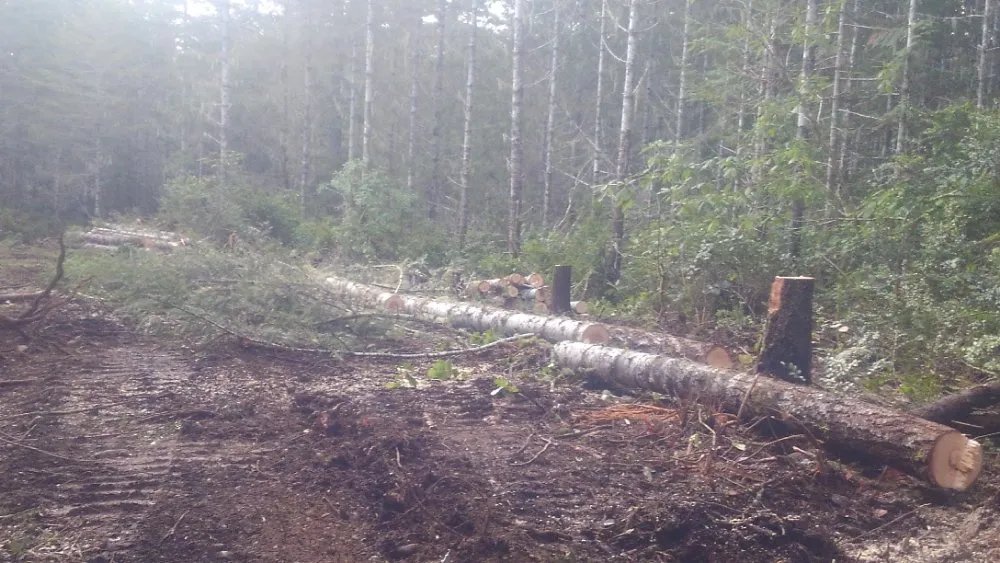 Reliable yard maintenance for outdoor upgrades in Gig Harbor, WA by Carpenter's Land Services