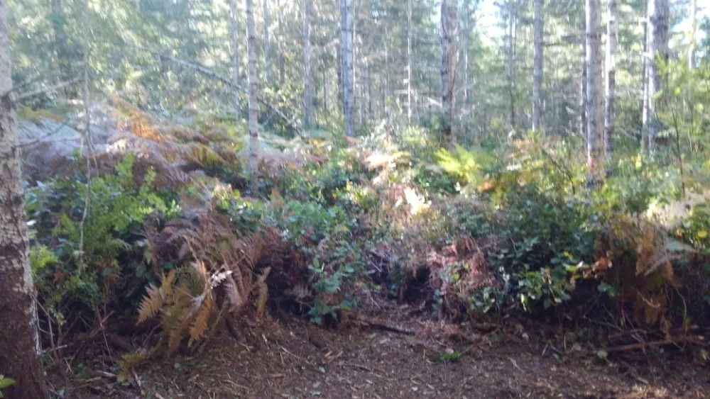 Trusted lawn care service for residential properties across Gig Harbor, WA - Carpenter's Land Services