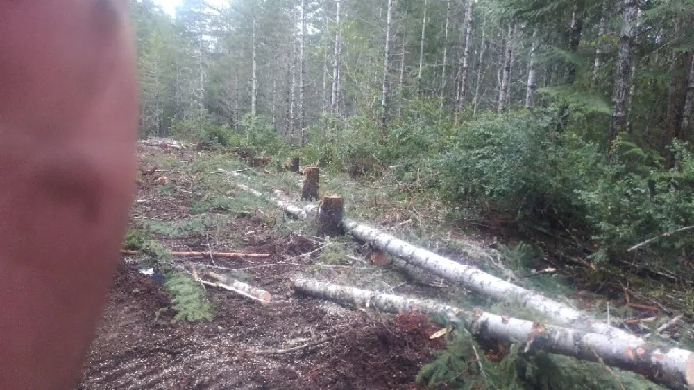 Affordable residential landscaping for year-round maintenance in Gig Harbor, WA by Carpenter's Land Services