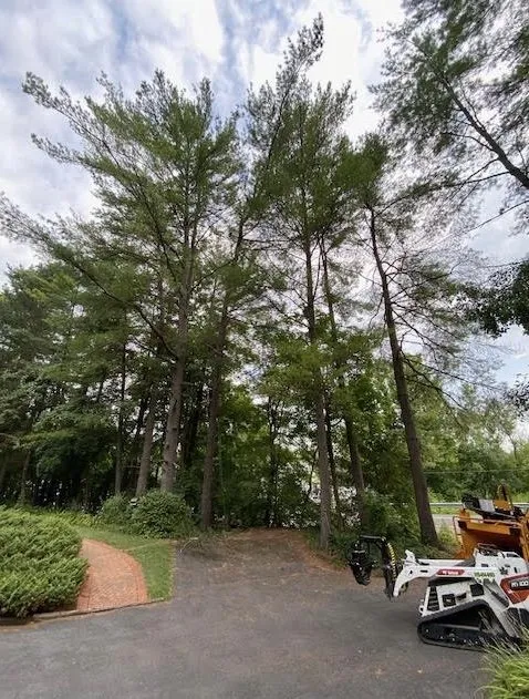 Local yard maintenance experts serving Clay, NY - Carpenters Tree Services Plus
