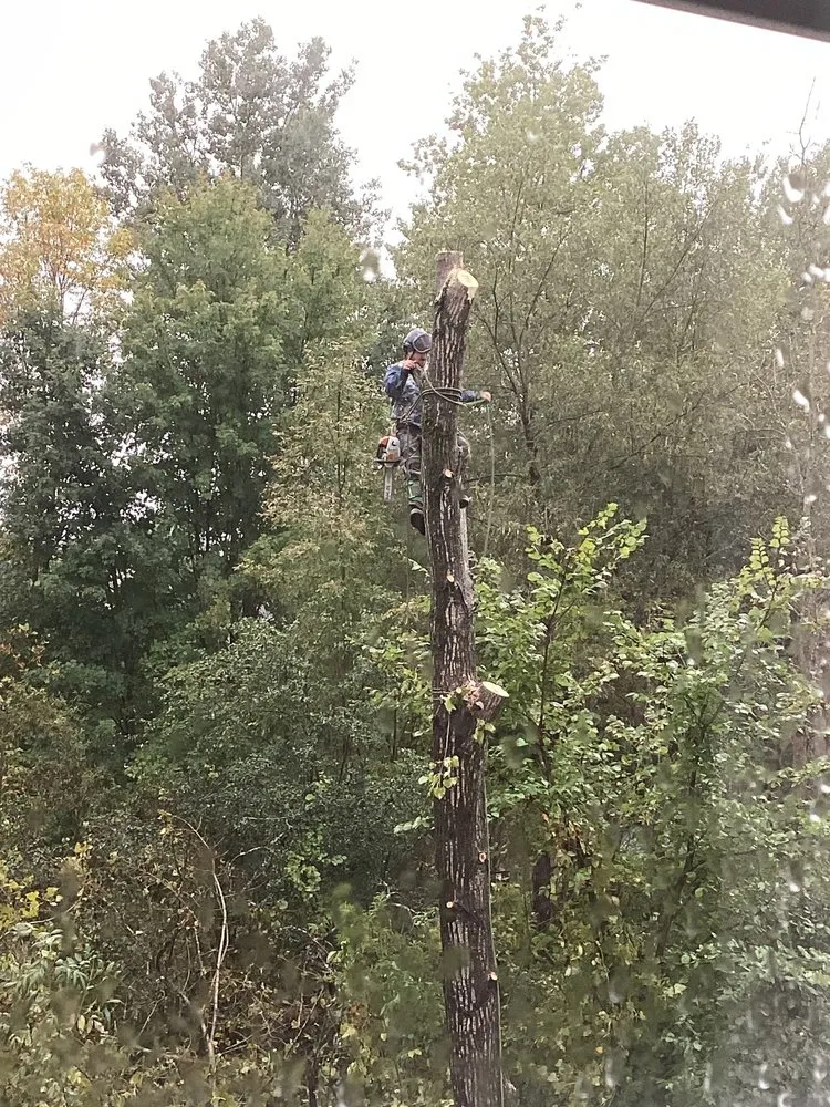 Reliable residential landscaping in Clay, NY - Carpenters Tree Services Plus