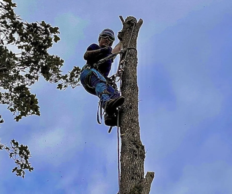 Custom yard cleanup service near you across Clay, NY - Carpenters Tree Services Plus