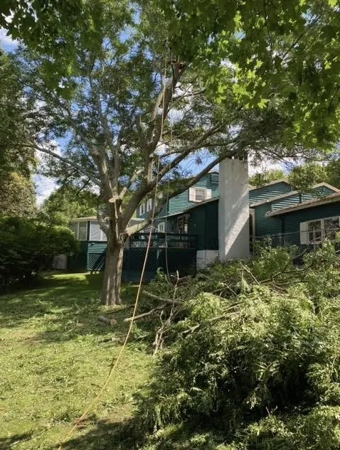 Local yard cleanup service for residential properties in Clay, NY by Carpenters Tree Services Plus