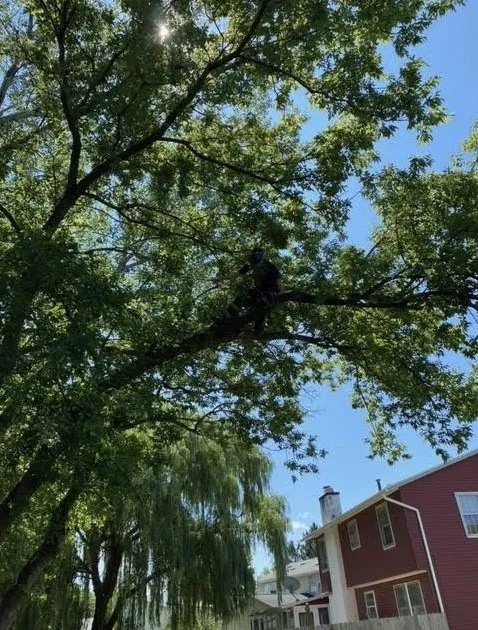 Affordable yard maintenance near you in Clay, NY by Carpenters Tree Services Plus