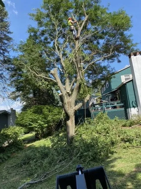 Expert landscaping services in Clay, NY by Carpenters Tree Services Plus