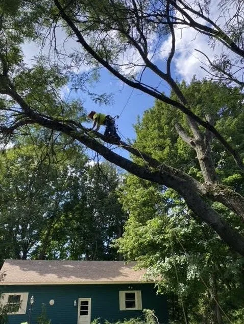 Affordable garden landscaping for year-round maintenance in Clay, NY by Carpenters Tree Services Plus