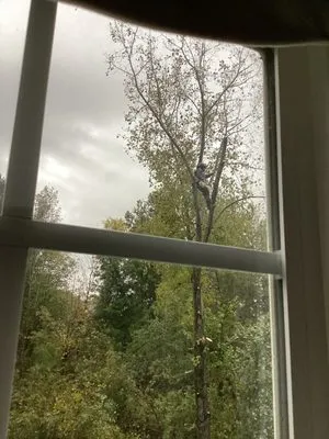 Carpenters Tree Services Plus Logo