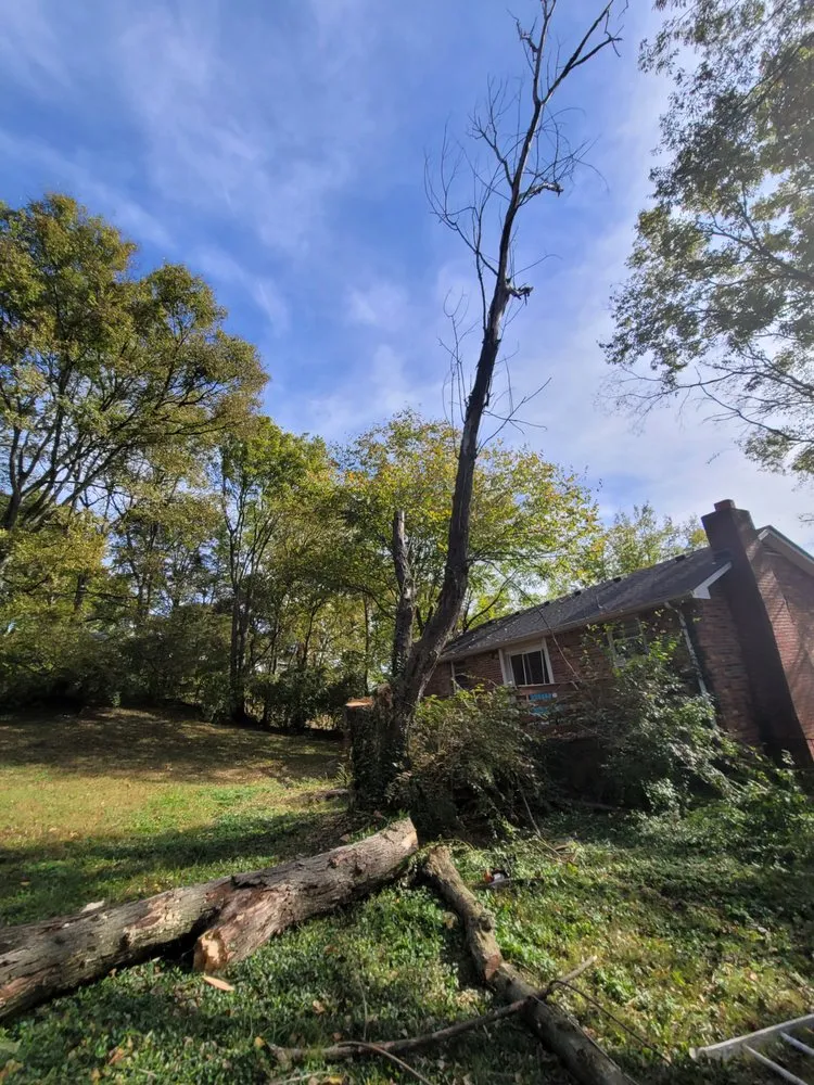 Professional landscaping services for year-round maintenance in Nashville, TN by Carranza Landscaping And Tree Services