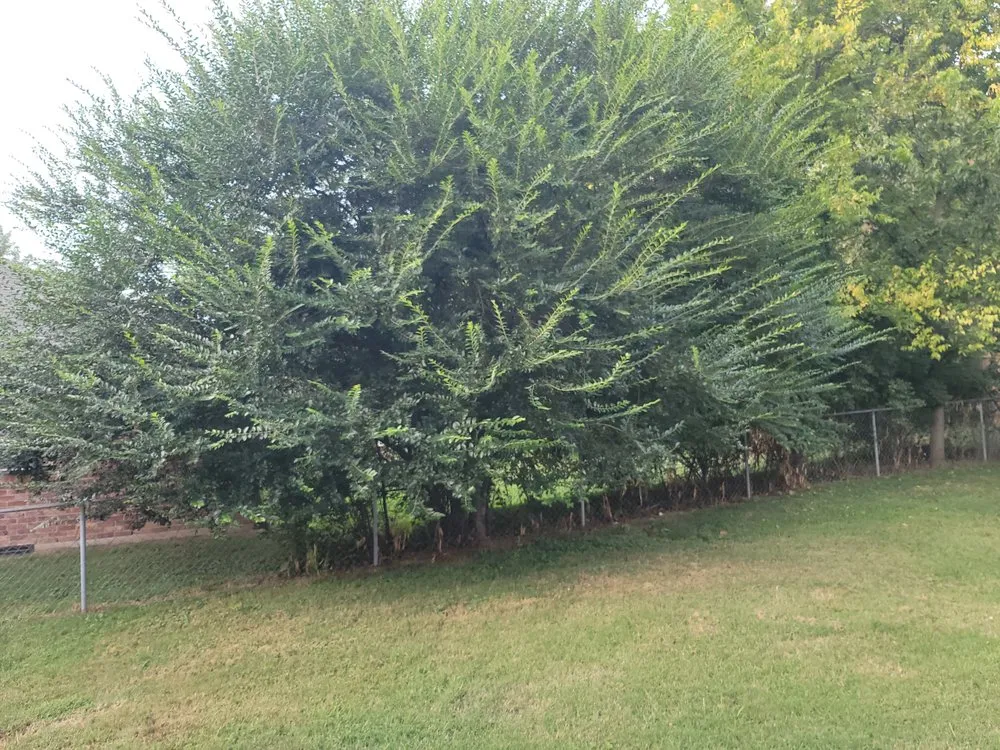 Trusted lawn care service in Nashville, TN - Carranza Landscaping And Tree Services