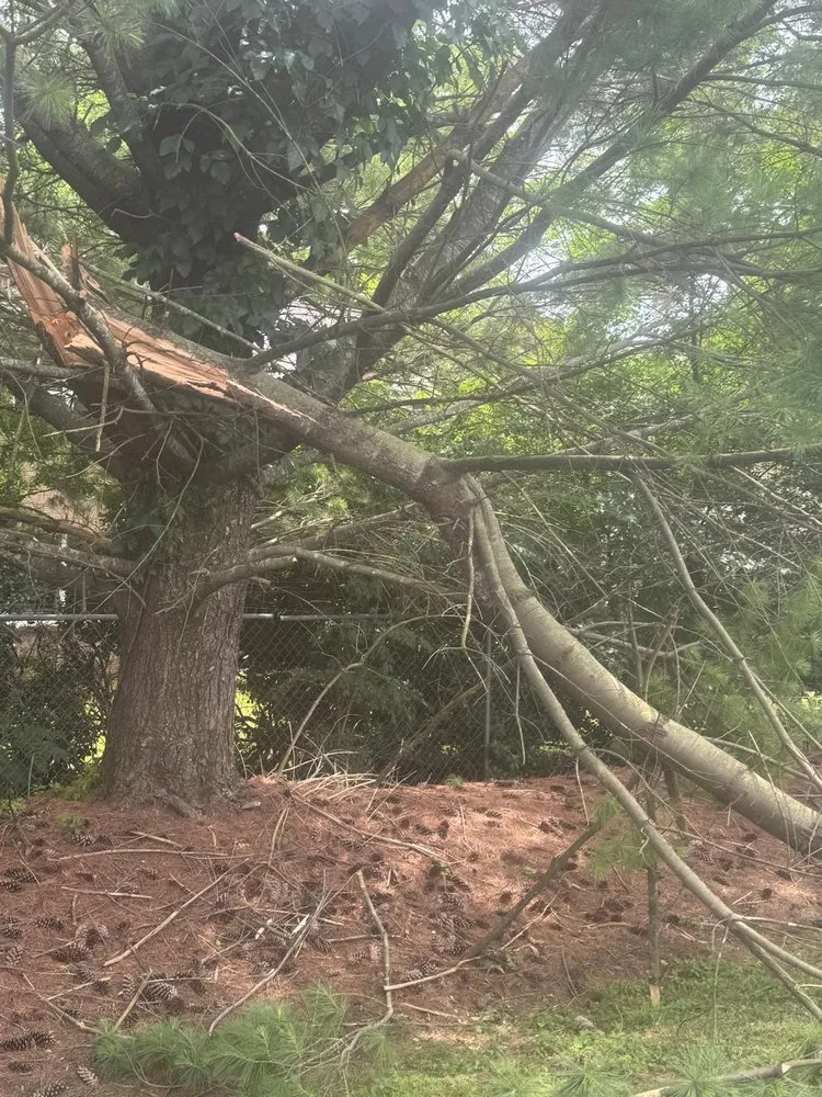 Reliable garden landscaping in Nashville, TN - Carranza Landscaping And Tree Services