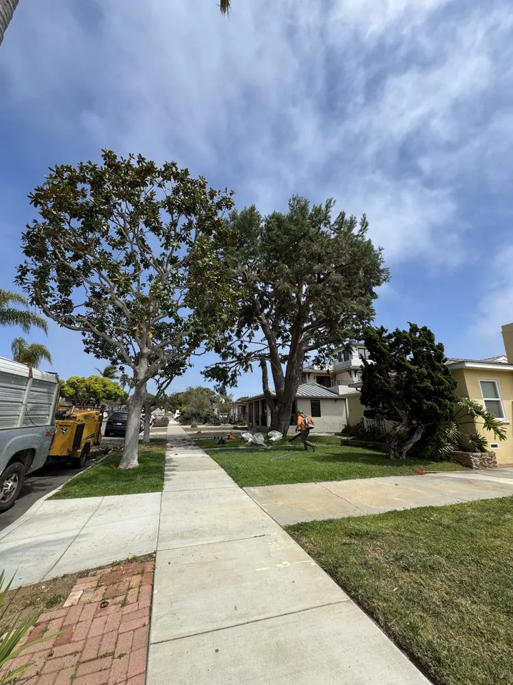 Custom landscape installation in Vista, CA by Carranza Tree Service