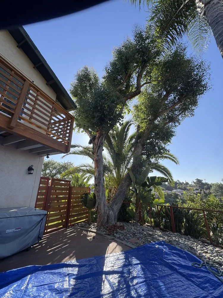 Trusted outdoor landscaping experts serving Vista, CA - Carranza Tree Service