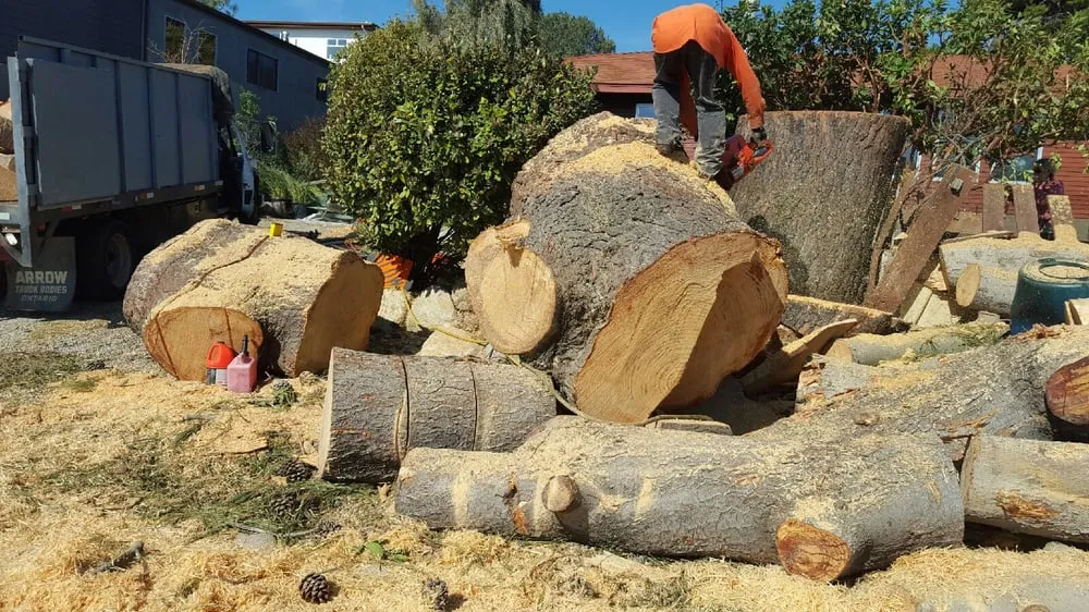 Local landscaping services experts serving Vista, CA - Carranza Tree Service