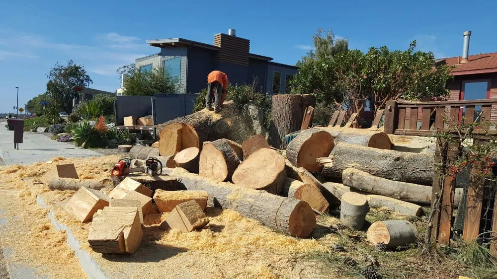 Top-rated garden landscaping experts serving Vista, CA - Carranza Tree Service