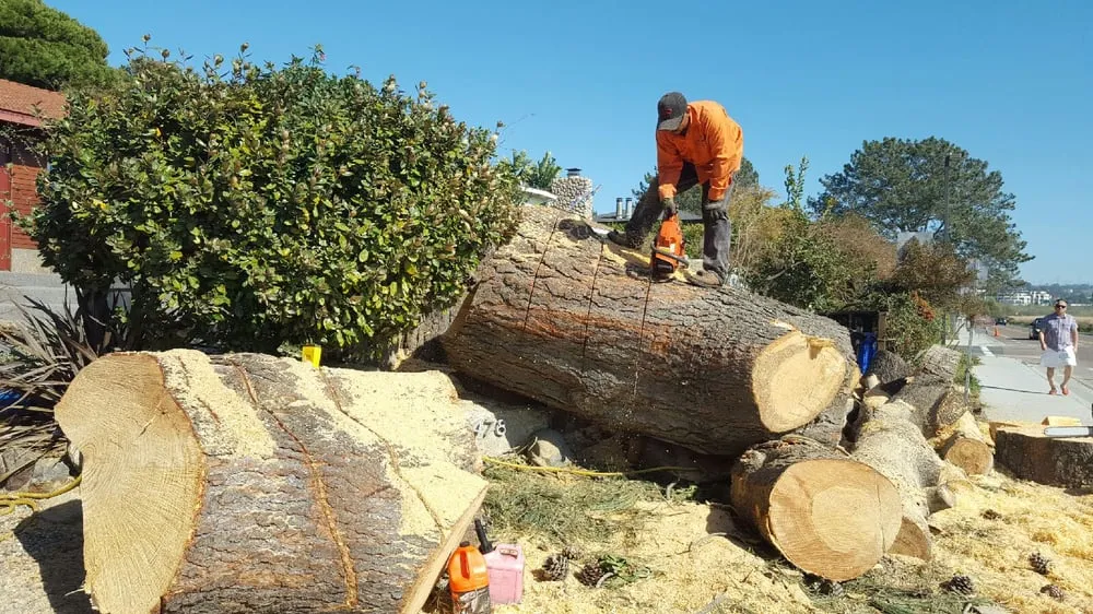 Affordable lawn care service for beautiful yards across Vista, CA - Carranza Tree Service