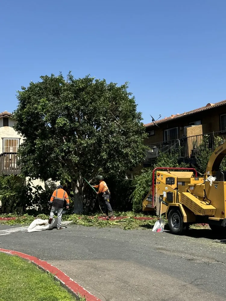 Affordable landscape installation in Vista, CA by Carranza Tree Service