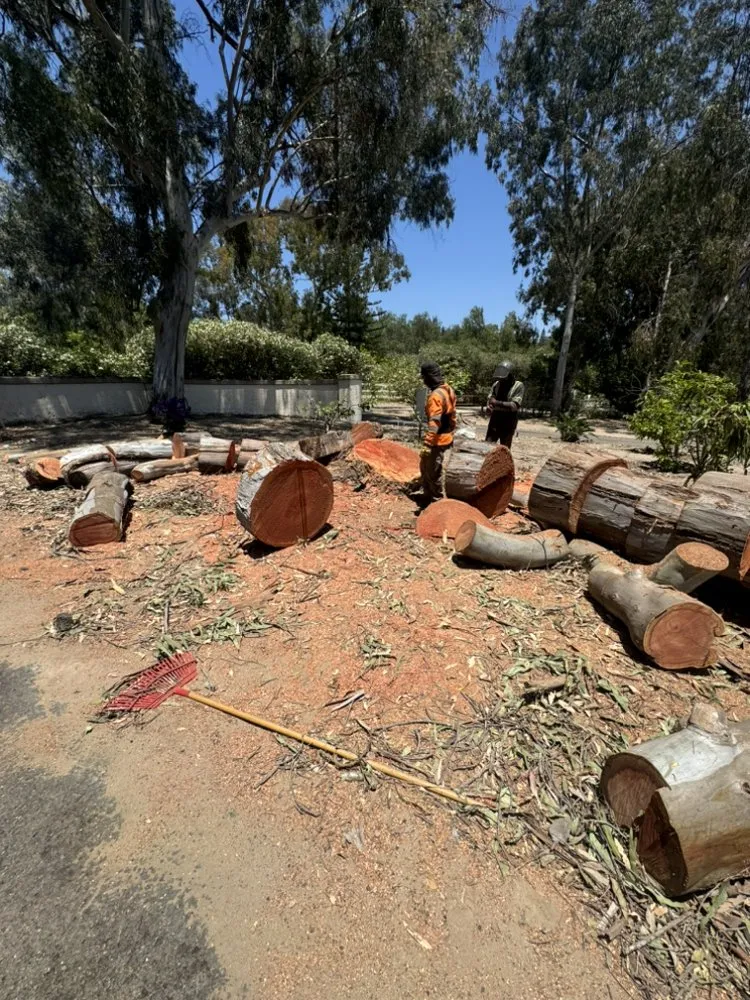 Affordable outdoor landscaping in Vista, CA - Carranza Tree Service