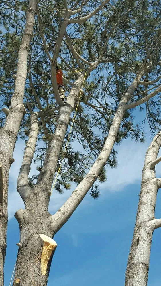 Top-rated lawn care service for outdoor upgrades in Vista, CA by Carranza Tree Service