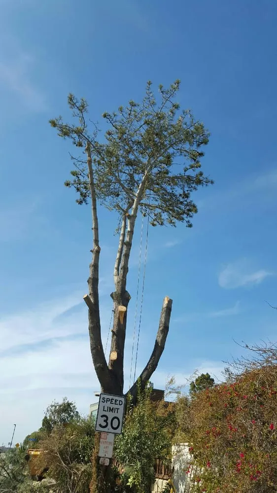 Top-rated landscaping services for beautiful yards across Vista, CA - Carranza Tree Service