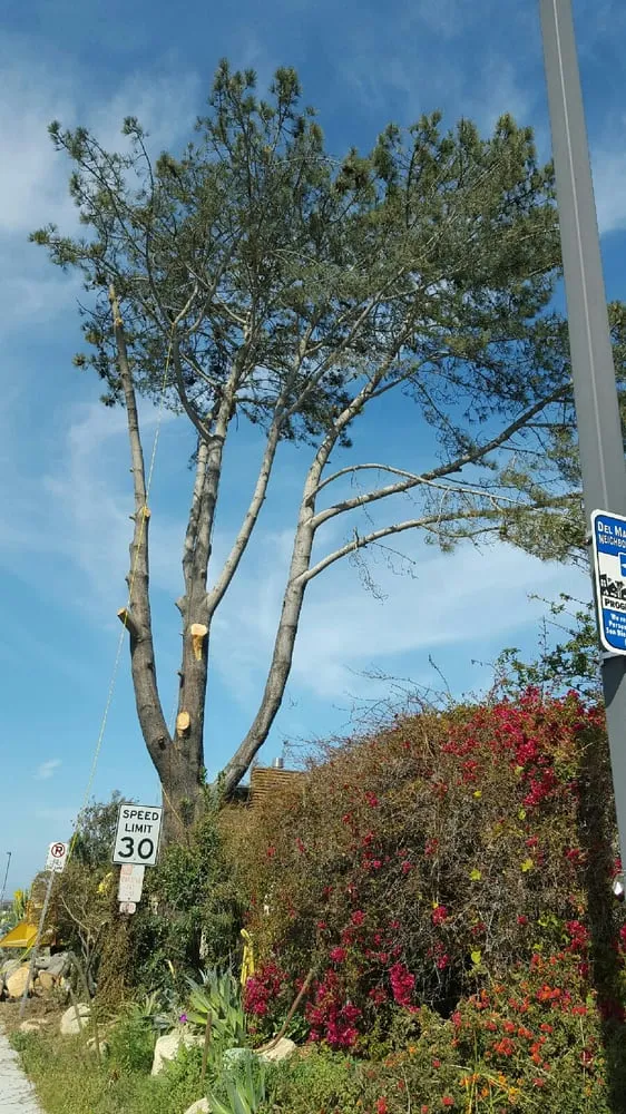 Top-rated landscape installation in Vista, CA by Carranza Tree Service