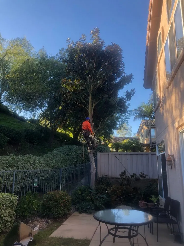 Custom lawn mowing service experts serving Vista, CA - Carranza Tree Service