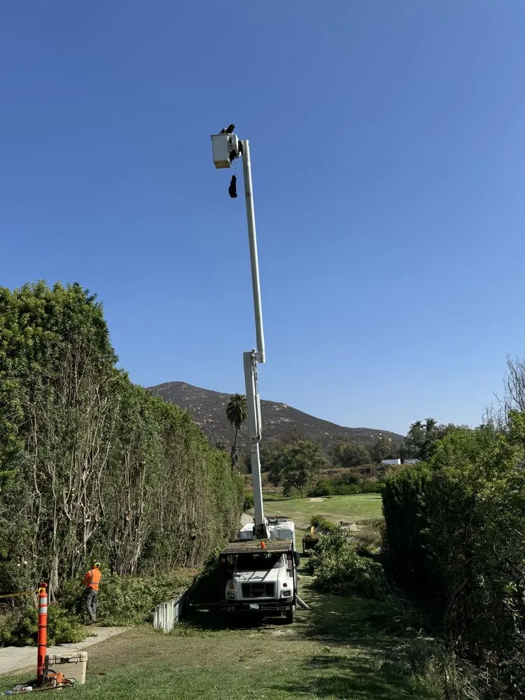 Expert lawn care service for beautiful yards across Vista, CA - Carranza Tree Service