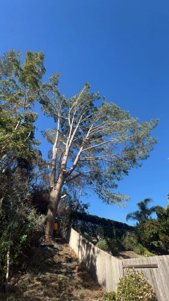 Affordable yard maintenance near you in Vista, CA by Carranza Tree Service