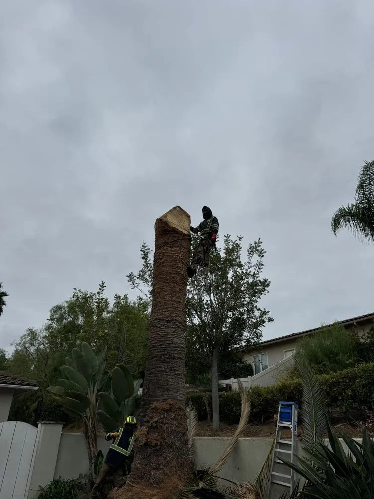 Top-rated garden landscaping in Vista, CA by Carranza Tree Service