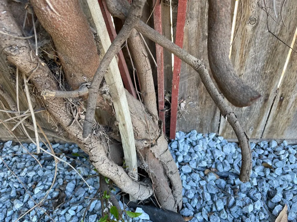 Local landscaping services in Sacramento, CA by Carreño Landscape and Meintnance