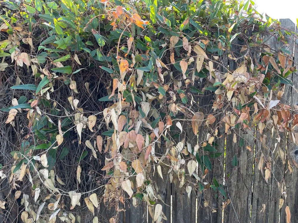 Local landscape installation in Sacramento, CA - Carreño Landscape and Meintnance