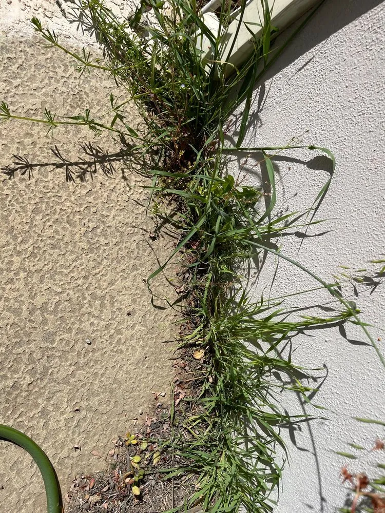 Affordable landscape design for beautiful yards in Sacramento, CA by Carreño Landscape and Meintnance