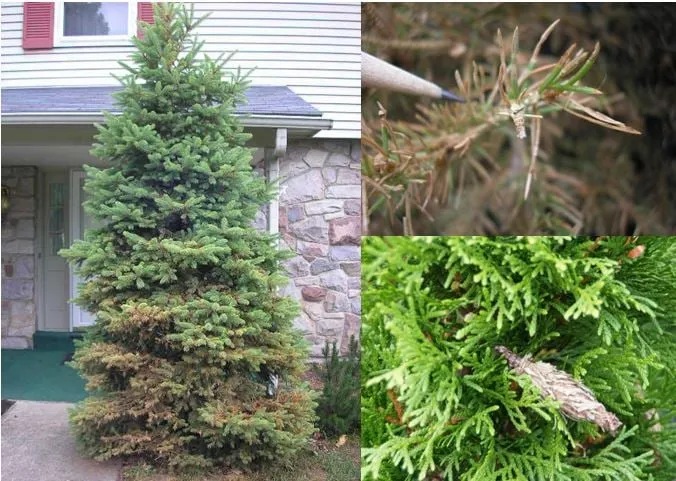 Top-rated landscape design in Nazareth, PA - Carriage House Landscape Design