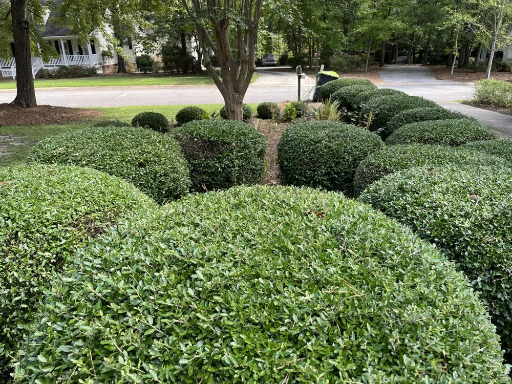 Trusted outdoor landscaping in Lexington, SC by Carriage Landscaping