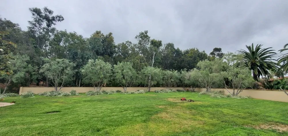 Custom lawn care service in Encinitas, CA - Carrillo Go Green