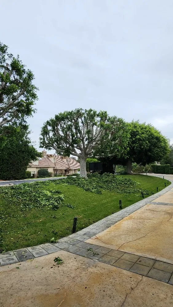 Affordable garden landscaping experts serving Encinitas, CA - Carrillo Go Green