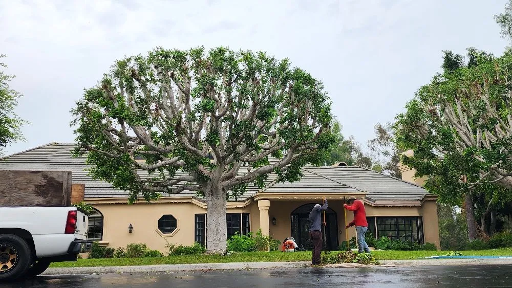Trusted outdoor landscaping experts serving Encinitas, CA - Carrillo Go Green