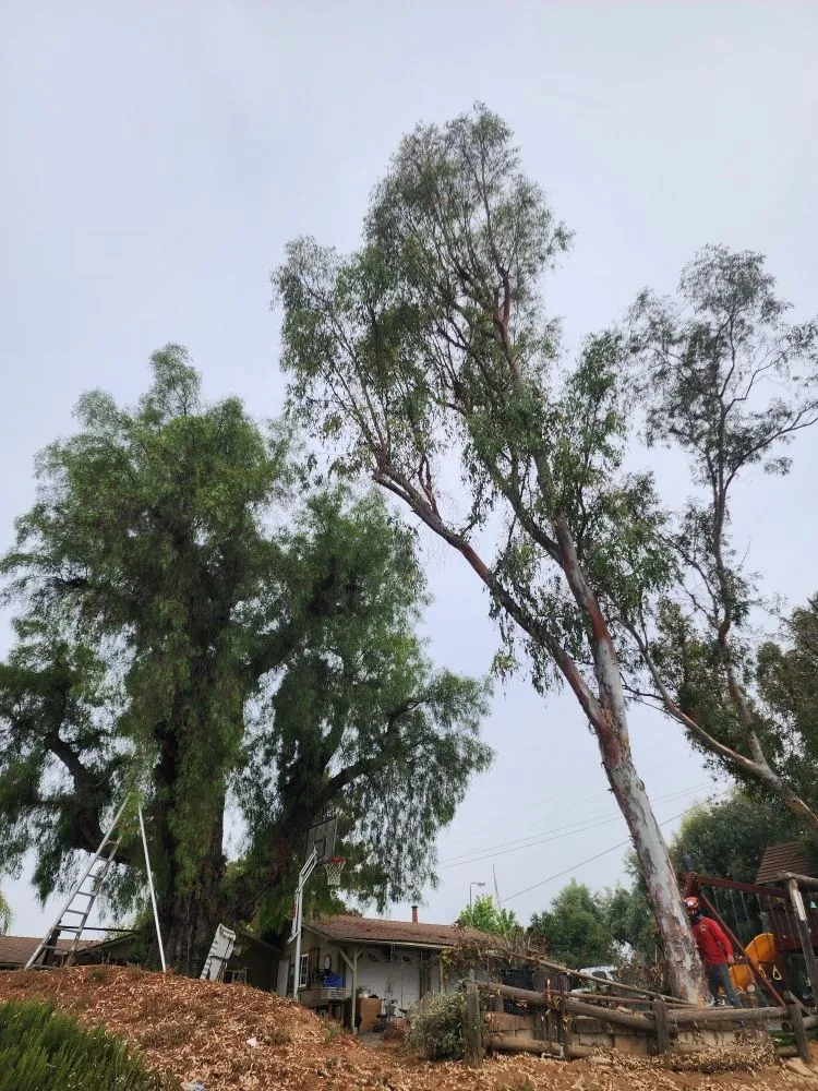 Expert yard cleanup service in Encinitas, CA - Carrillo Go Green