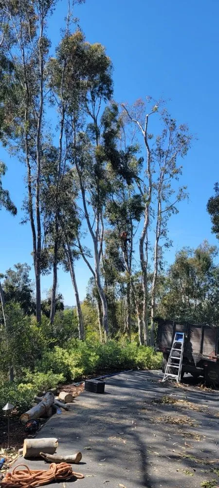 Affordable landscape design for residential properties across Encinitas, CA - Carrillo Go Green