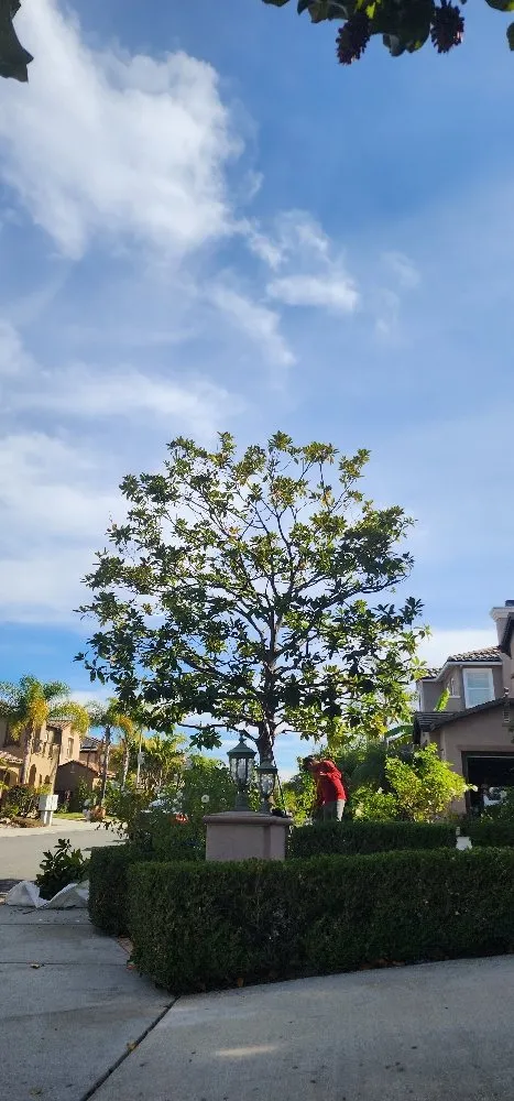 Trusted lawn care service in Encinitas, CA - Carrillo Go Green