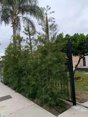 Carrillo Landscaping Service Logo