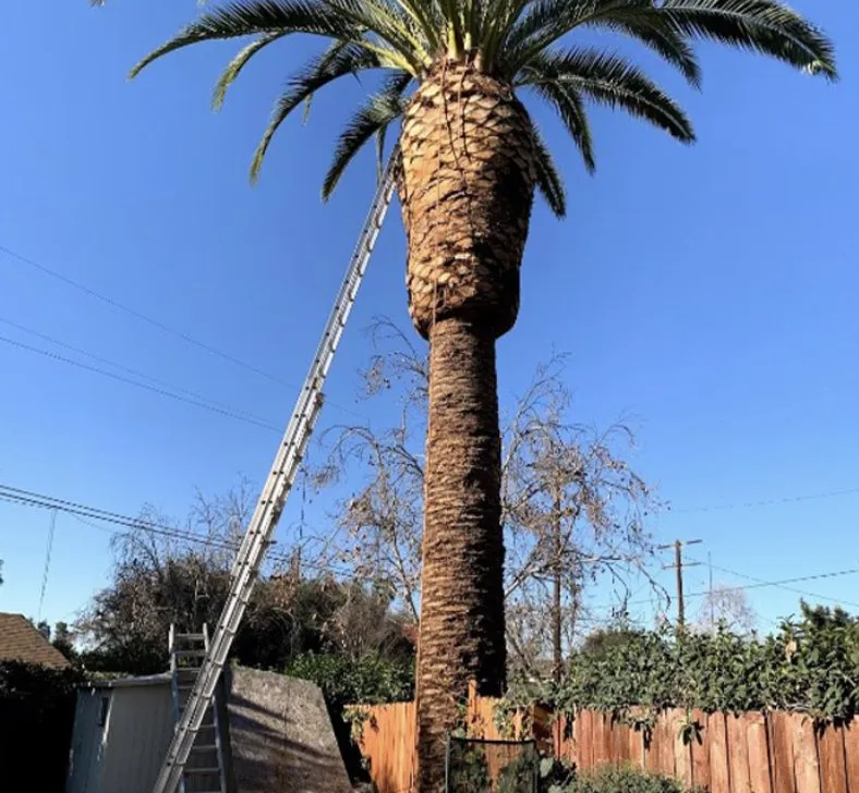 Local landscaping services for homes in Vista, CA by Carrillo Landscaping