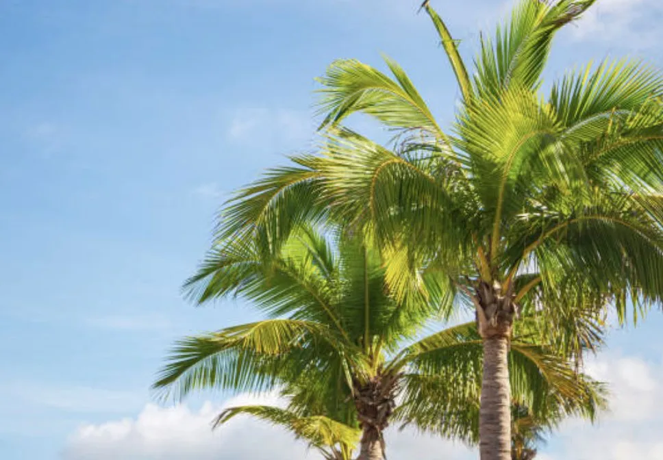 Expert residential landscaping experts serving Vista, CA - Carrillo Landscaping