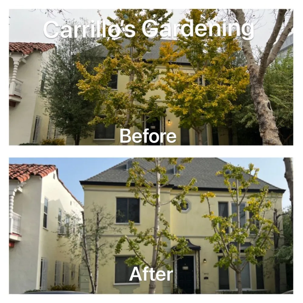 Expert lawn care service experts serving Culver City, CA - Carrillos Gardening Services