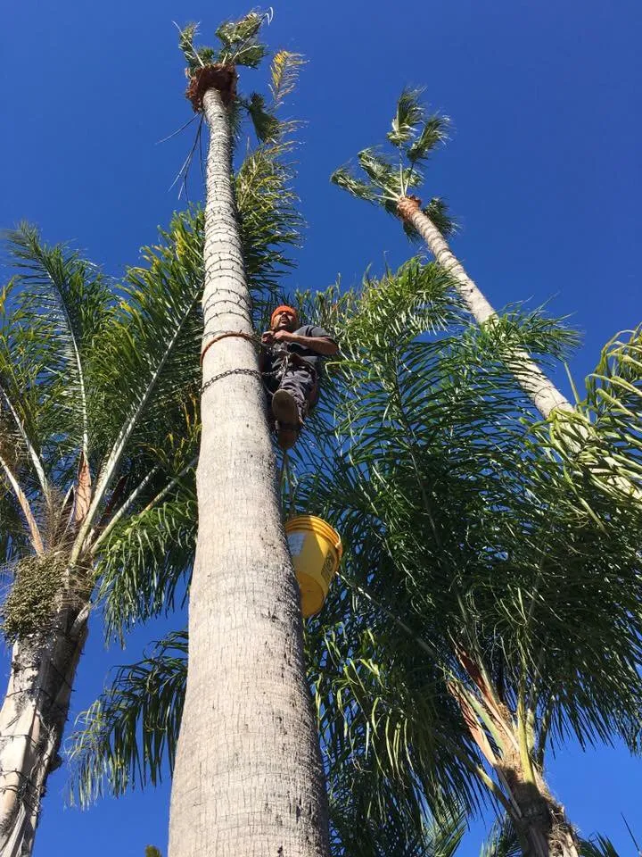 Reliable yard cleanup service for outdoor upgrades across San Clemente, CA - Carrillo's Landscaping & Tree Service
